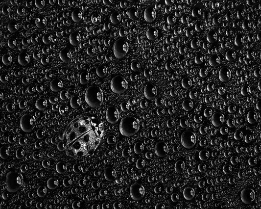 Ladybug Water Drops