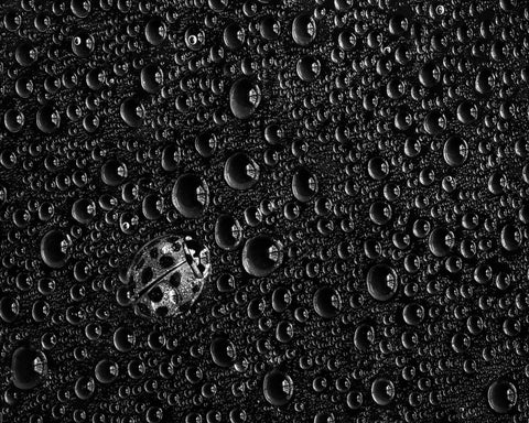 Ladybug Water Drops
