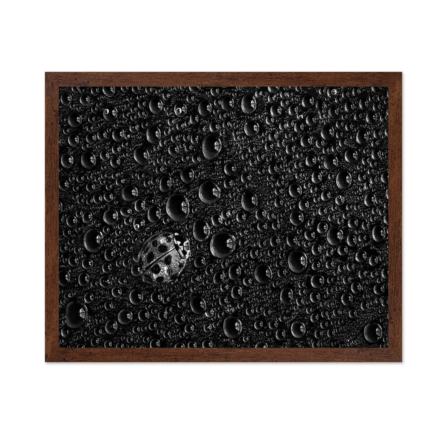 Ladybug Water Drops