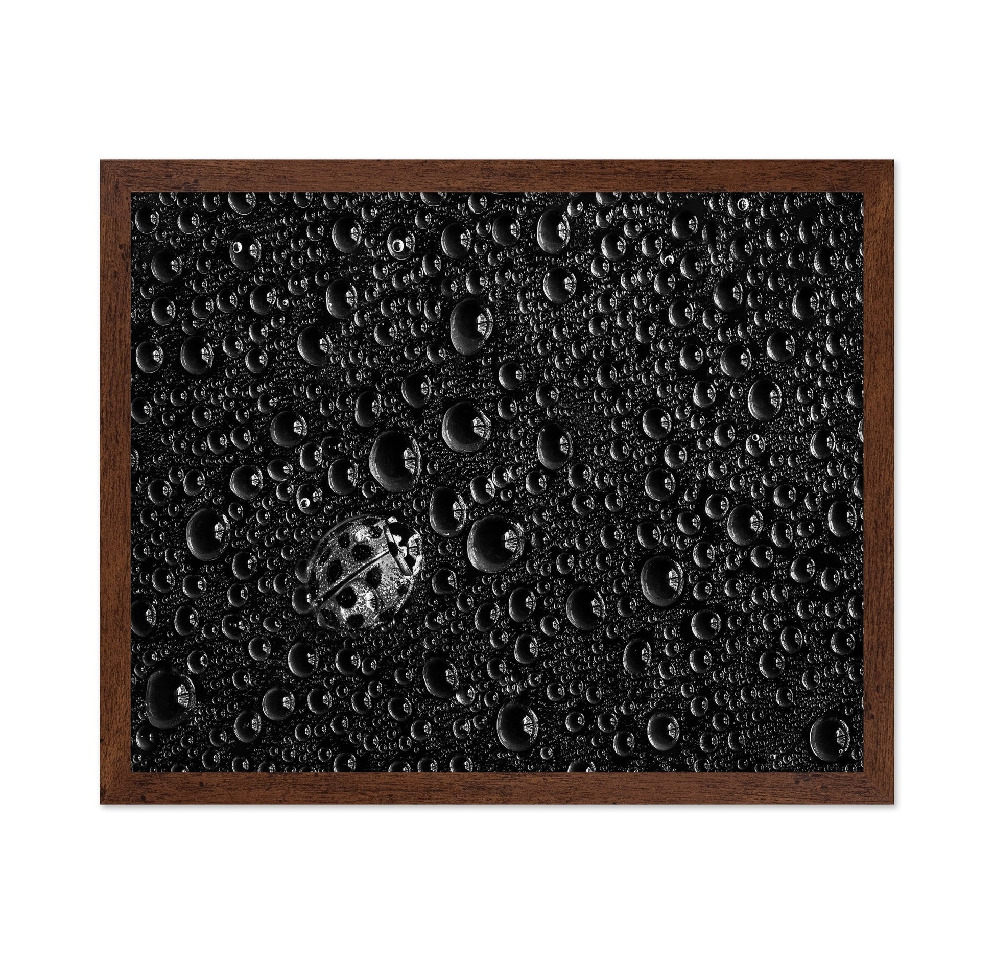 Ladybug Water Drops