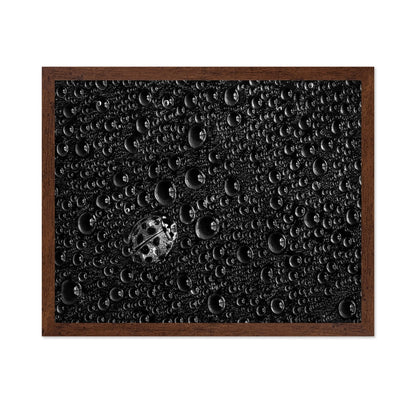 Ladybug Water Drops
