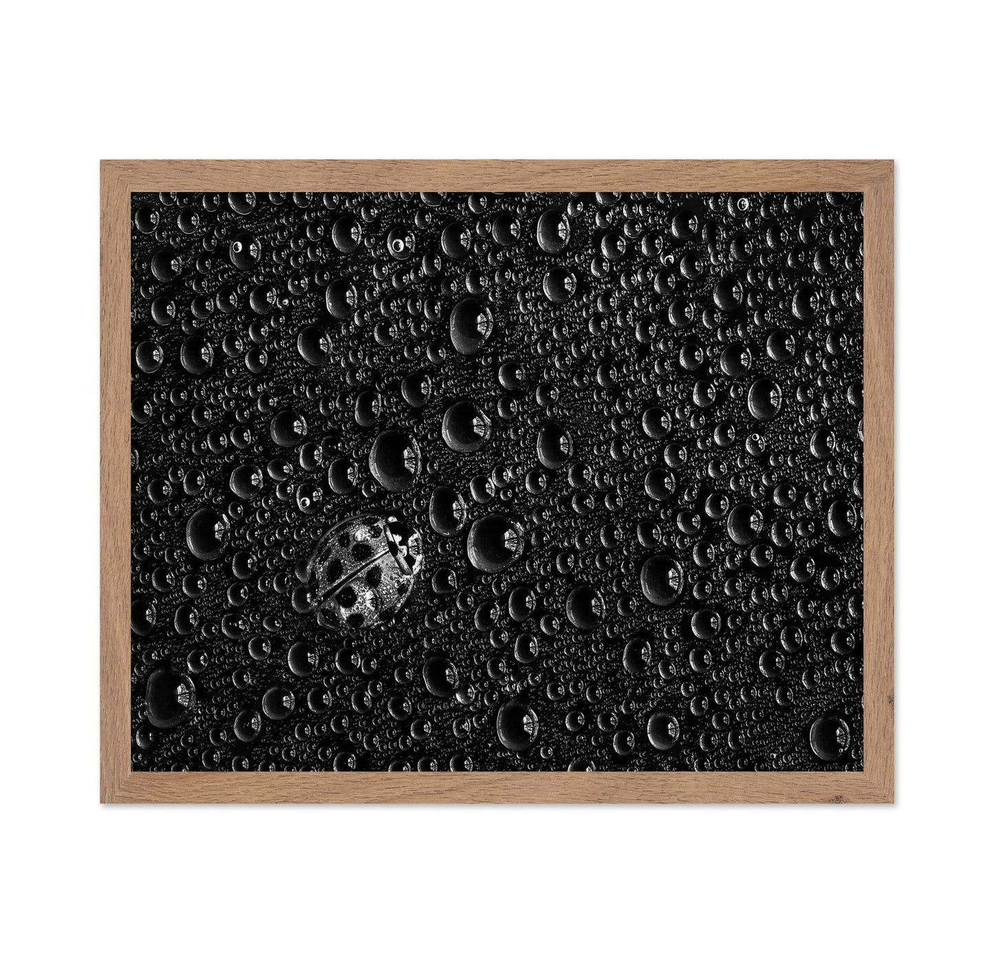 Ladybug Water Drops