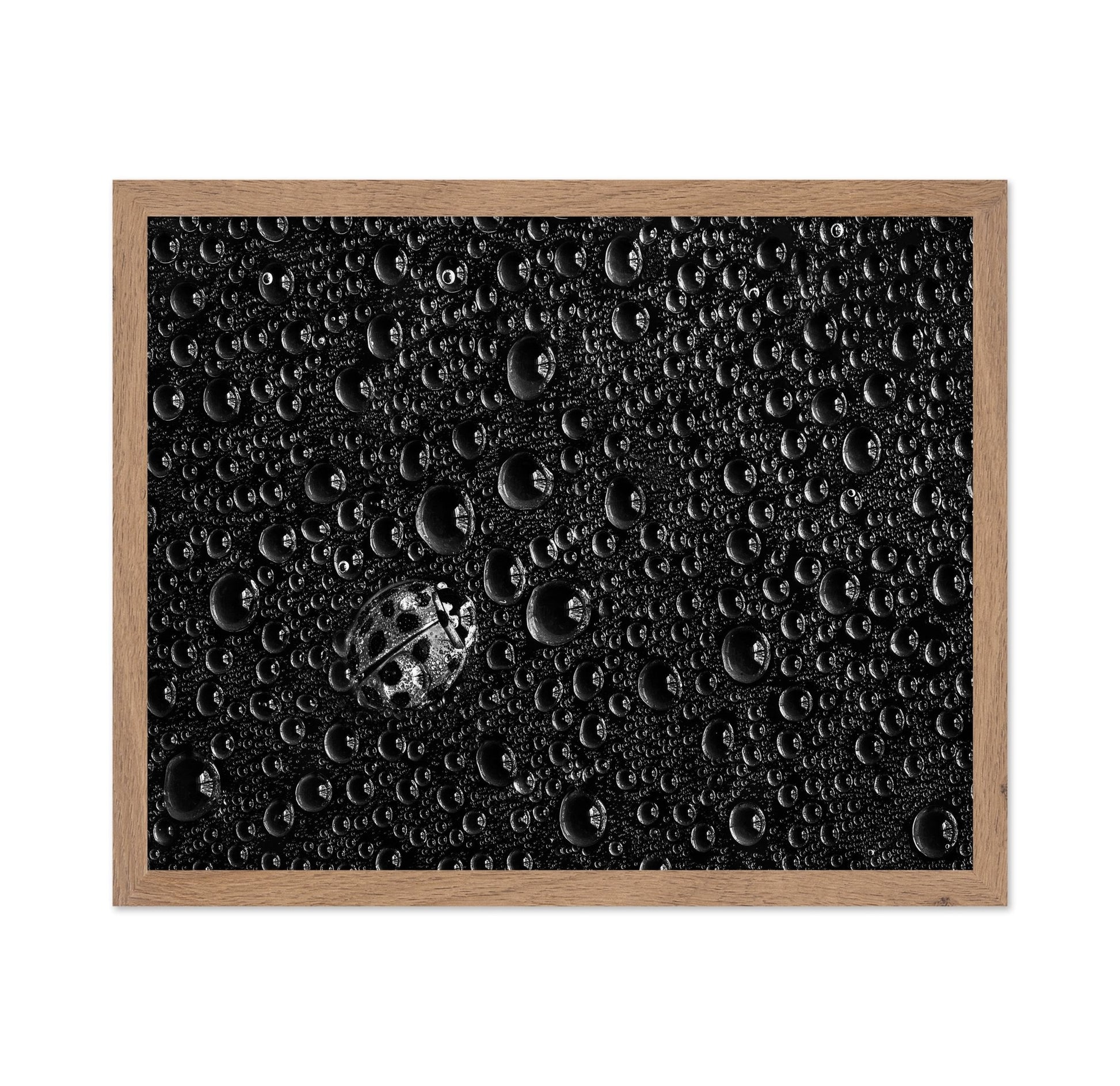 Ladybug Water Drops