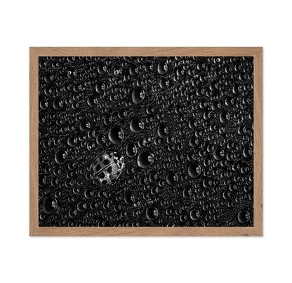 Ladybug Water Drops
