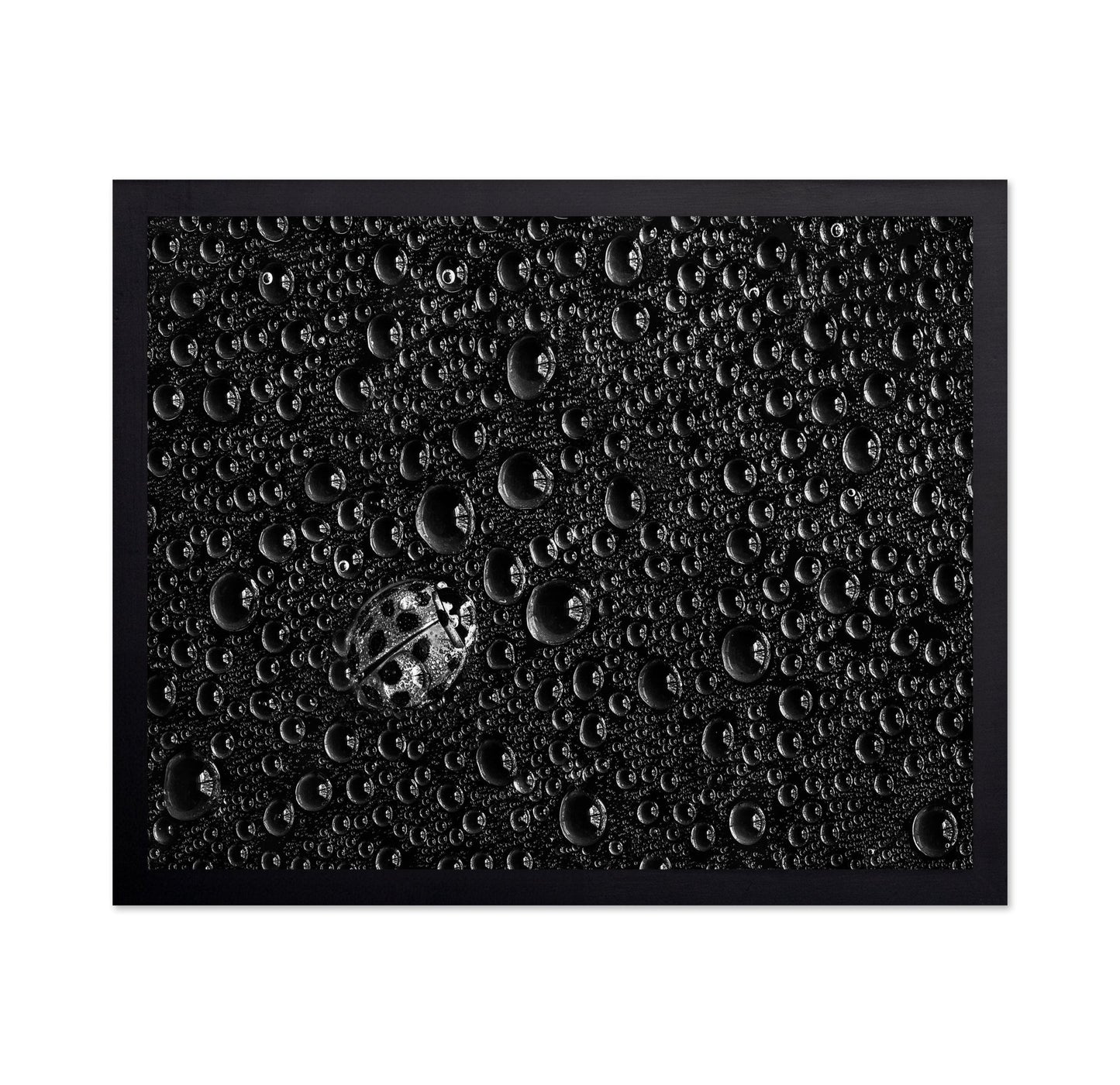Ladybug Water Drops