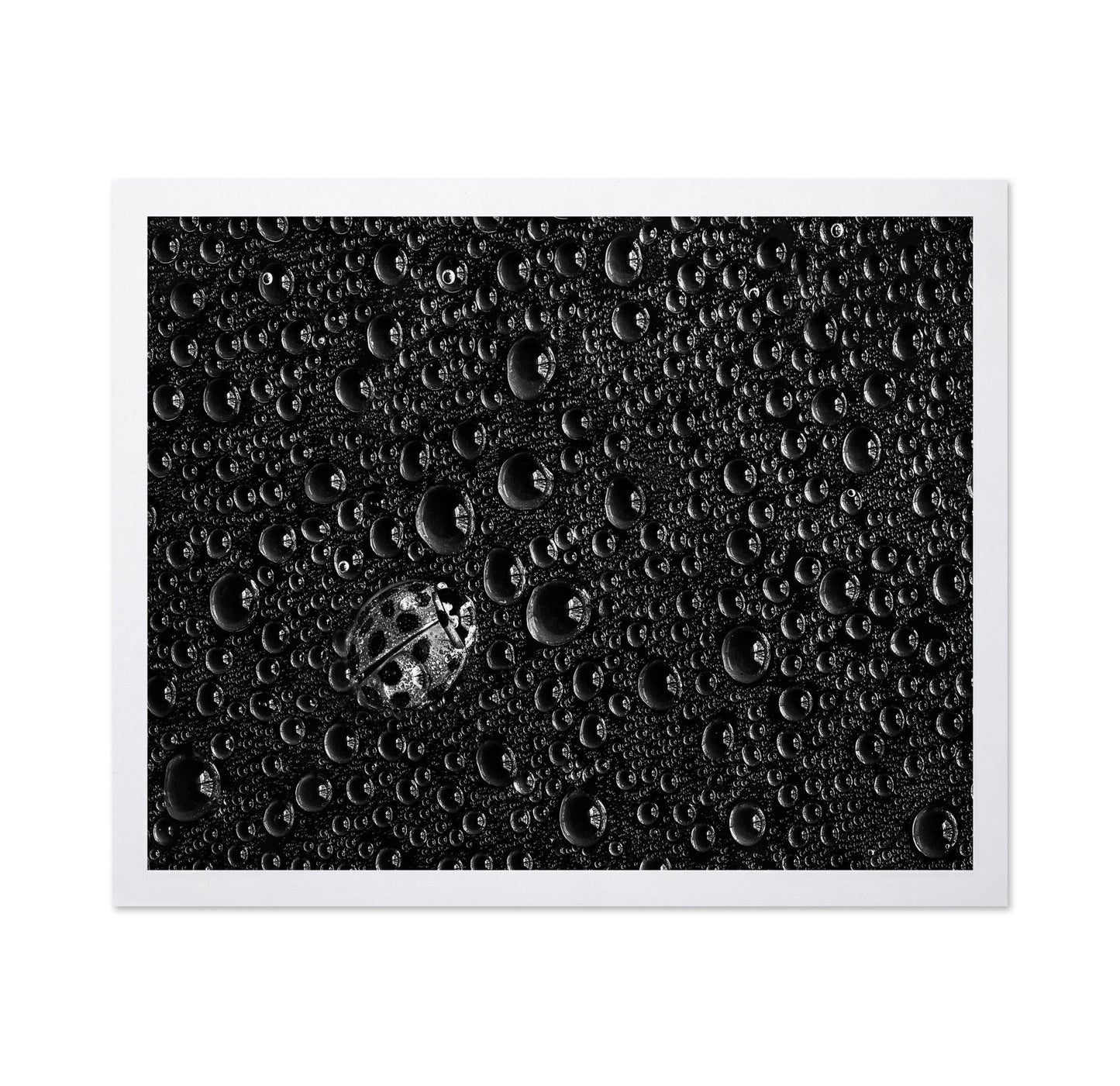 Ladybug Water Drops