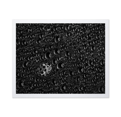 Ladybug Water Drops