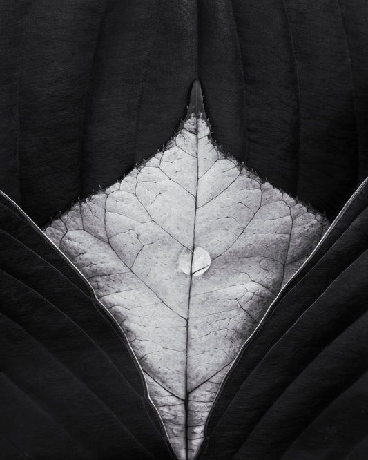 Leaf Vein Symmetry