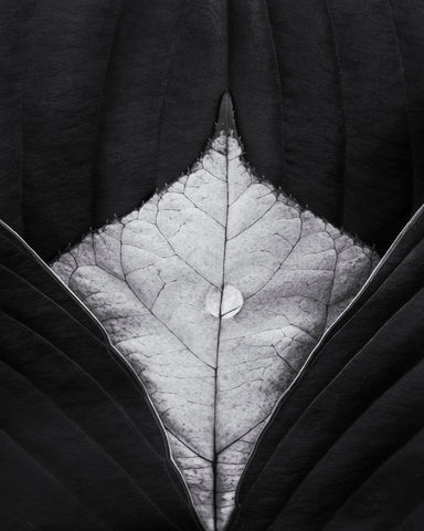 Leaf Vein Symmetry