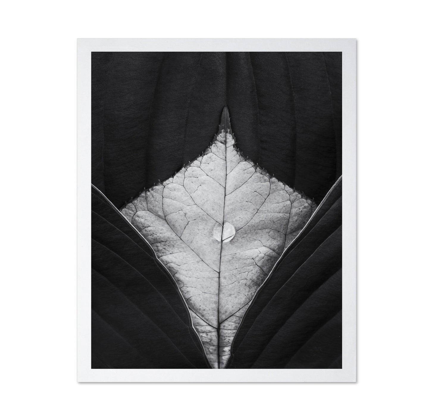 Leaf Vein Symmetry