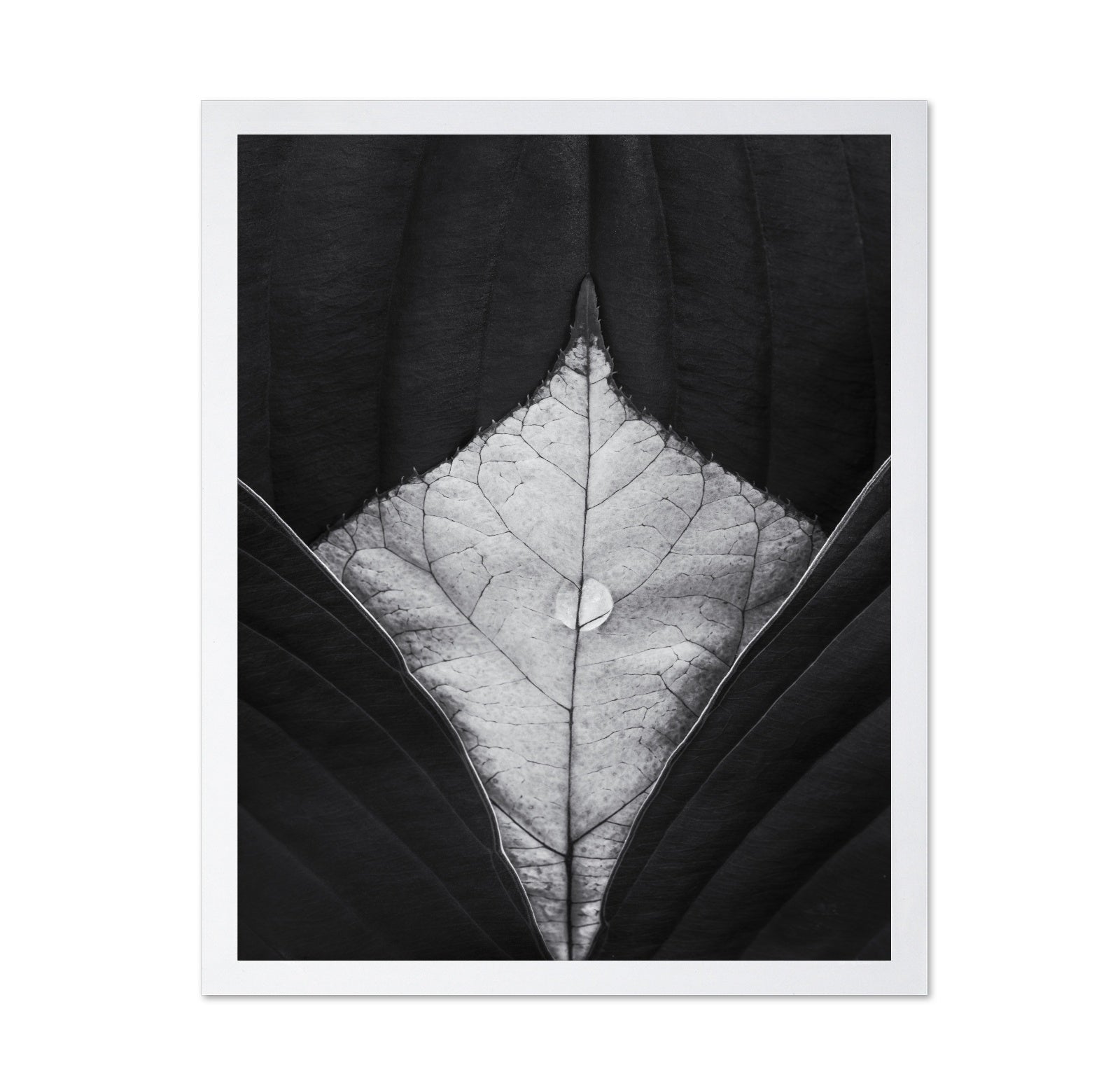 Leaf Vein Symmetry