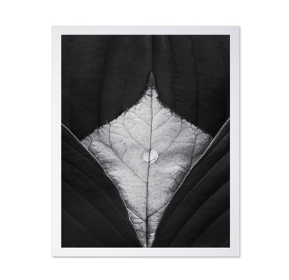 Leaf Vein Symmetry