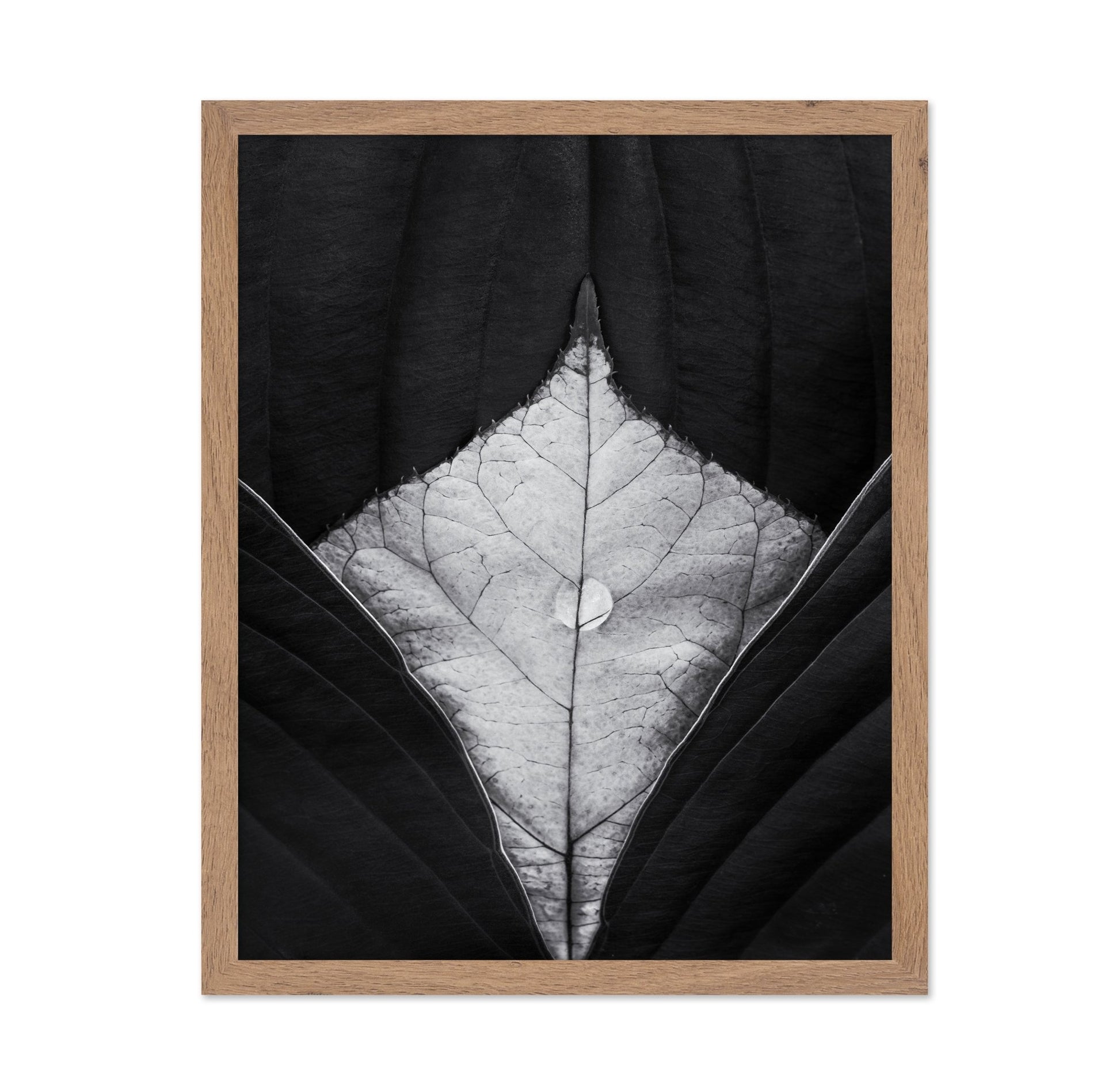 Leaf Vein Symmetry