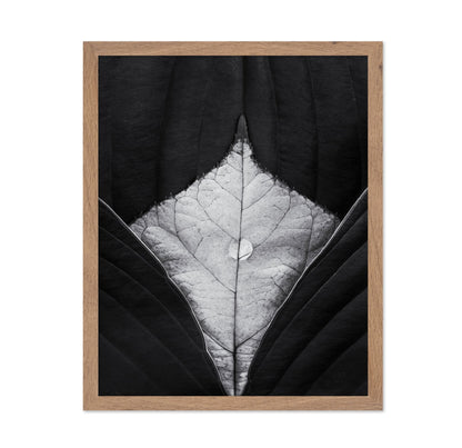 Leaf Vein Symmetry