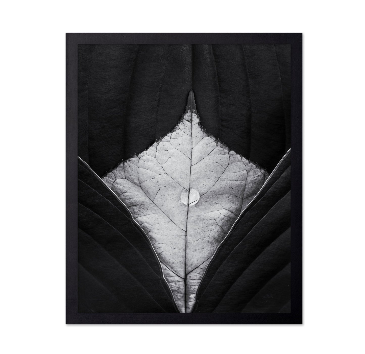 Leaf Vein Symmetry