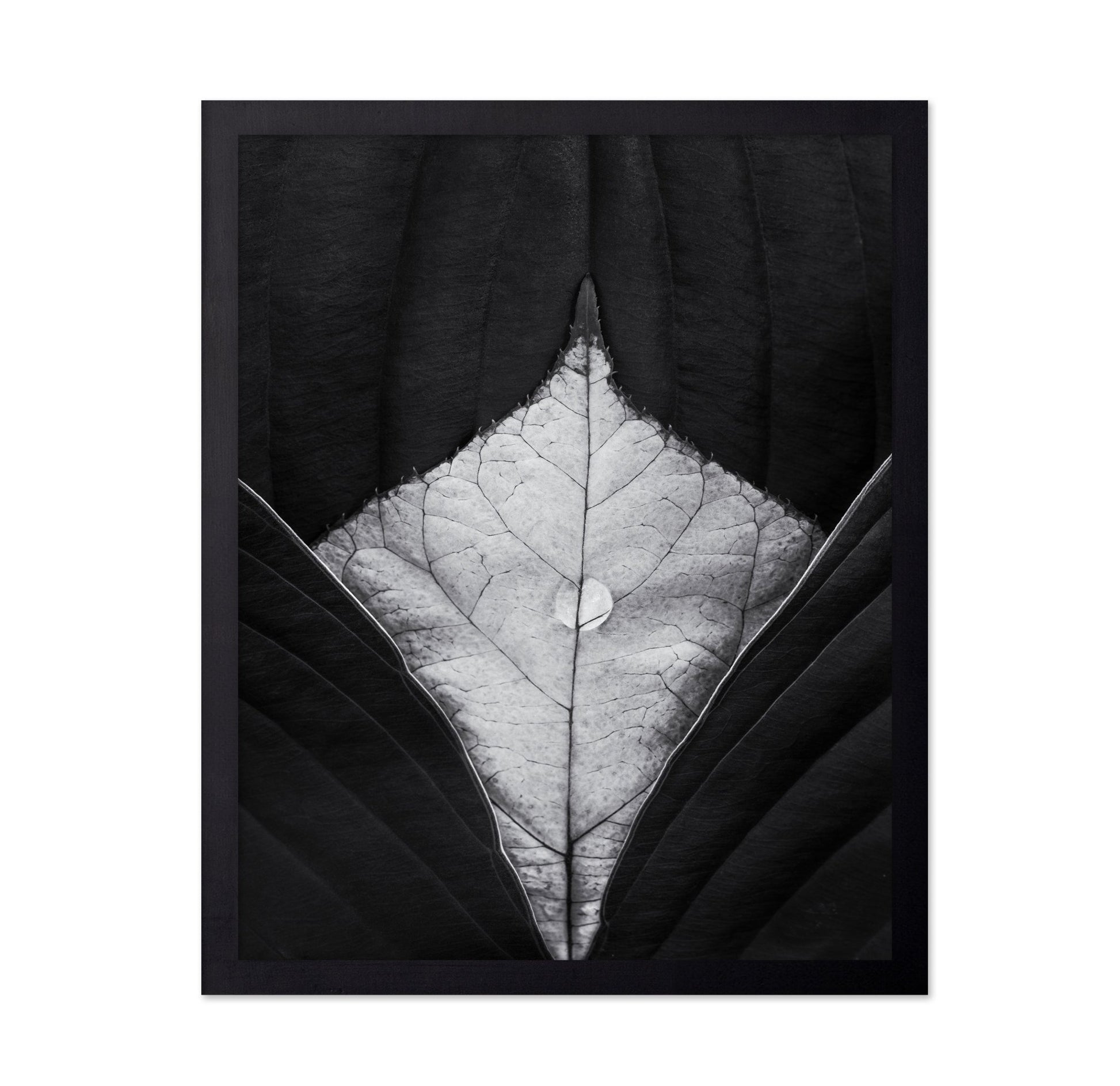 Leaf Vein Symmetry