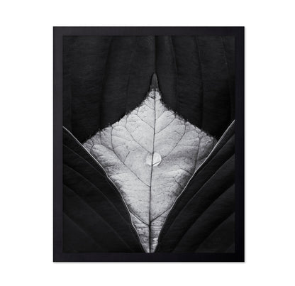 Leaf Vein Symmetry