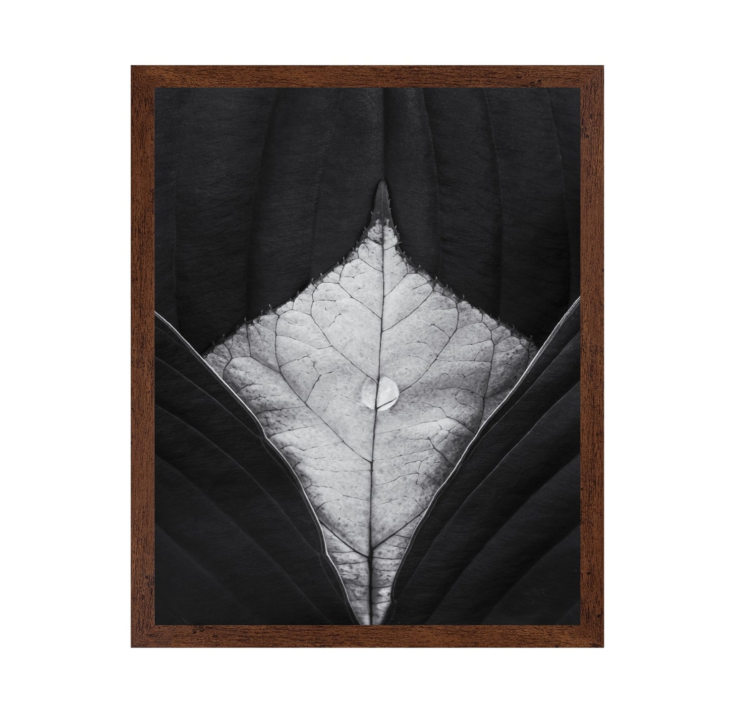 Leaf Vein Symmetry
