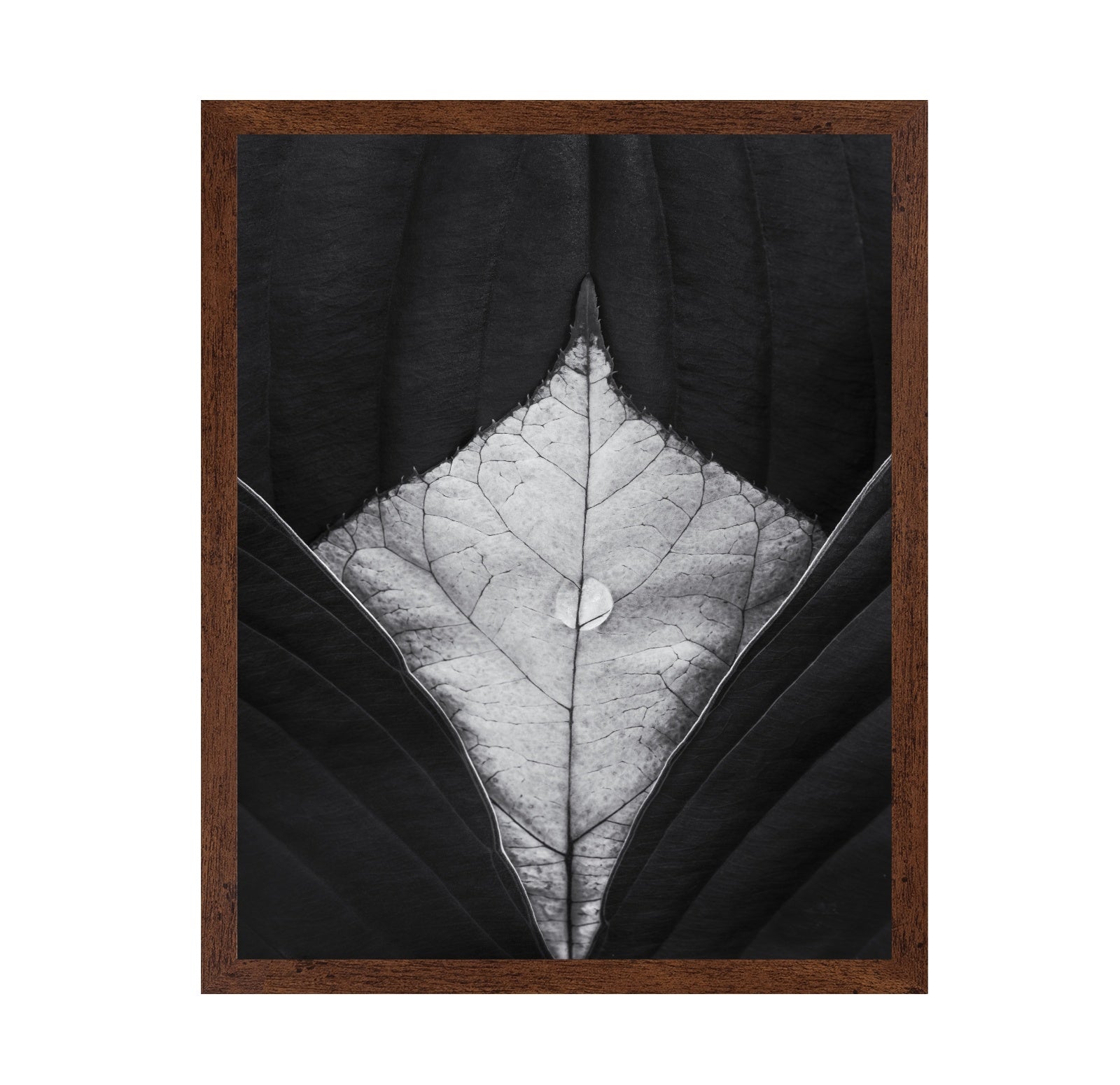 Leaf Vein Symmetry