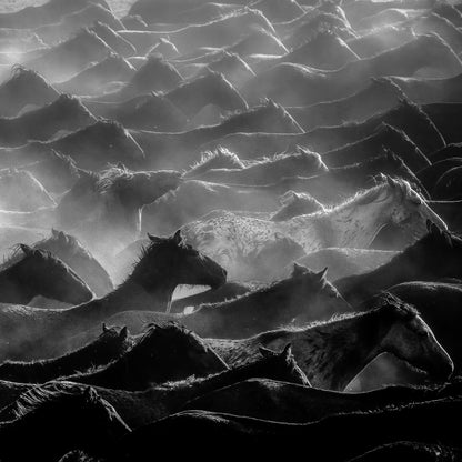 Wild Herd Layers