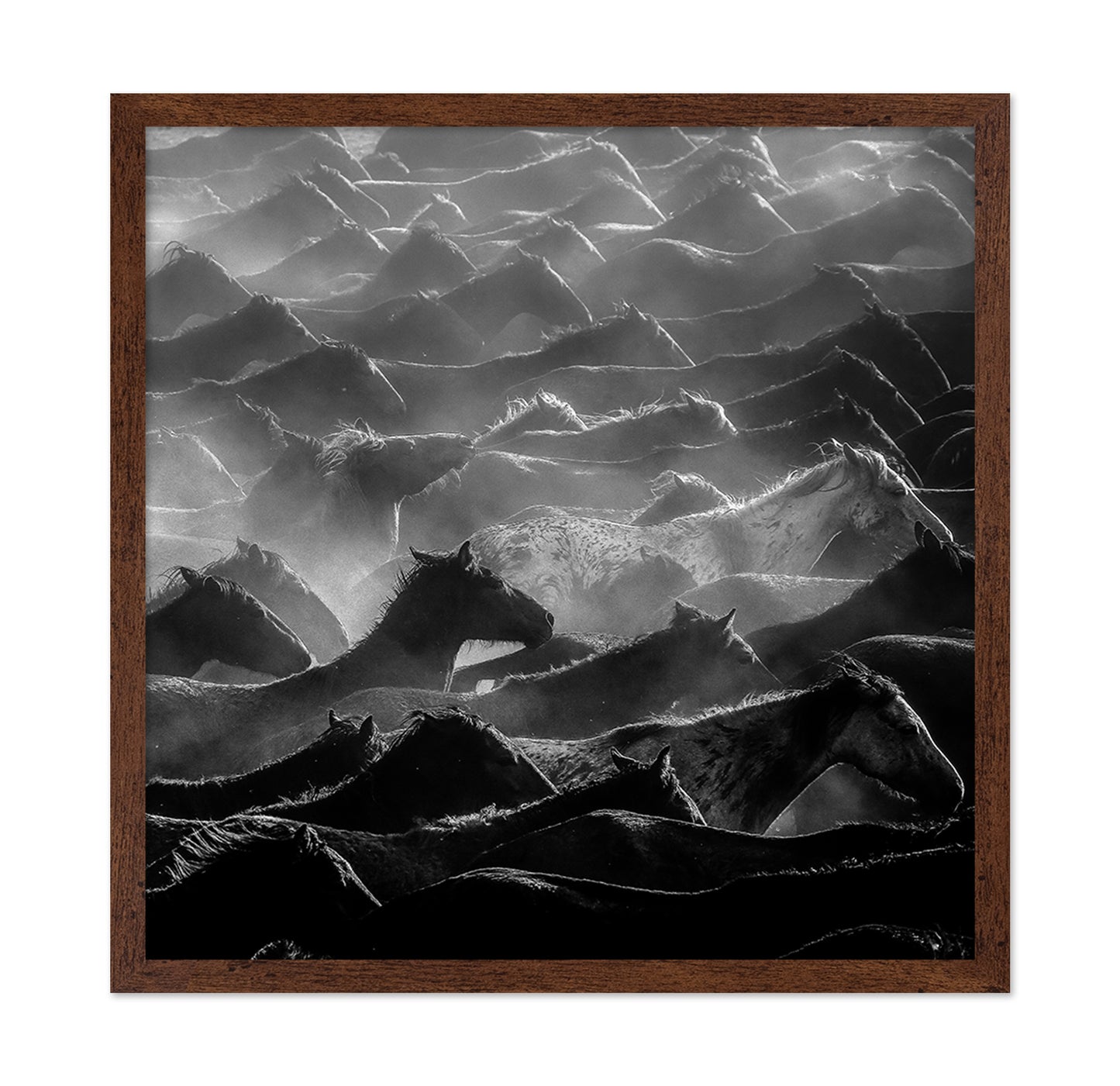 Wild Herd Layers