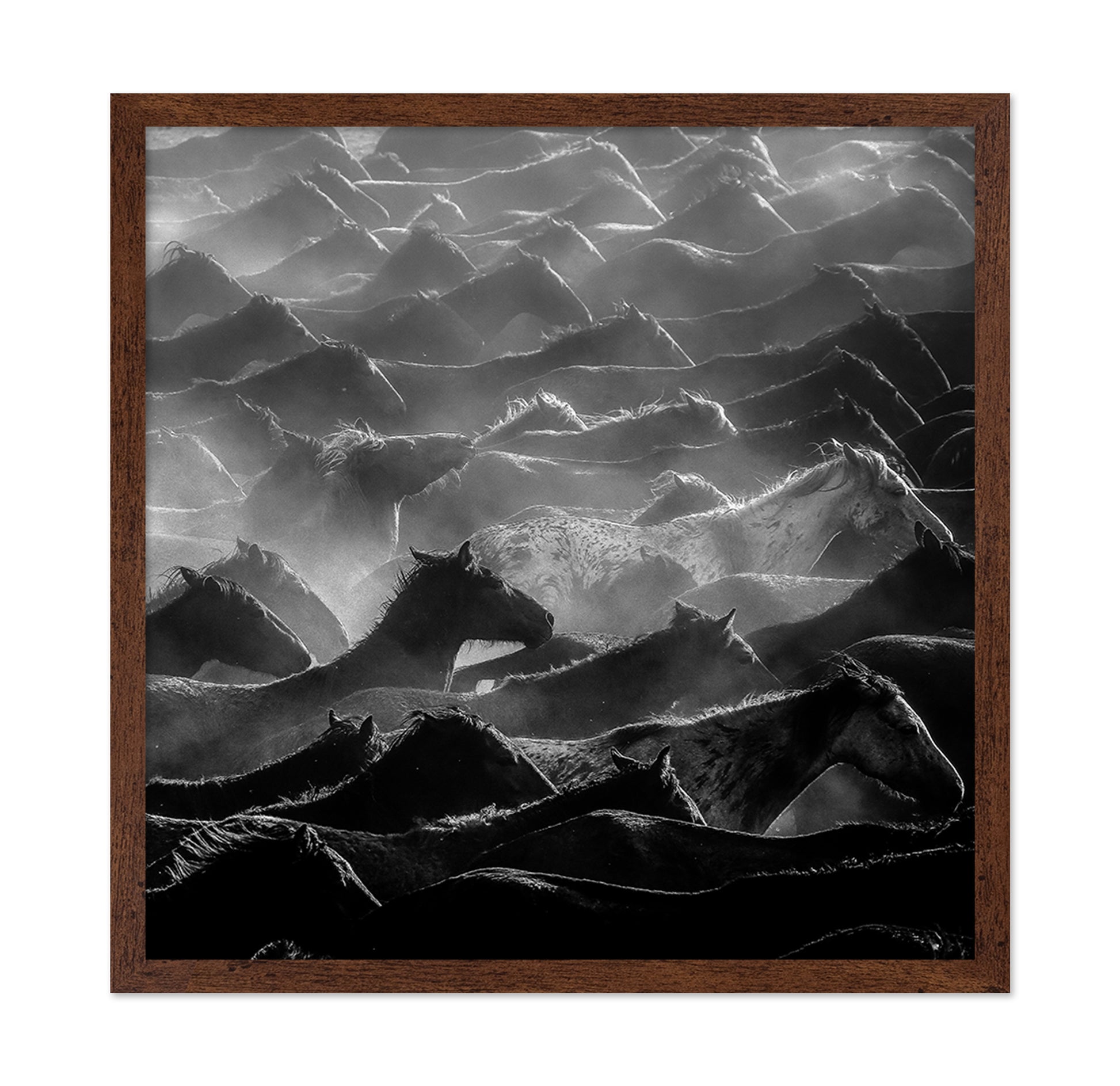 Wild Herd Layers