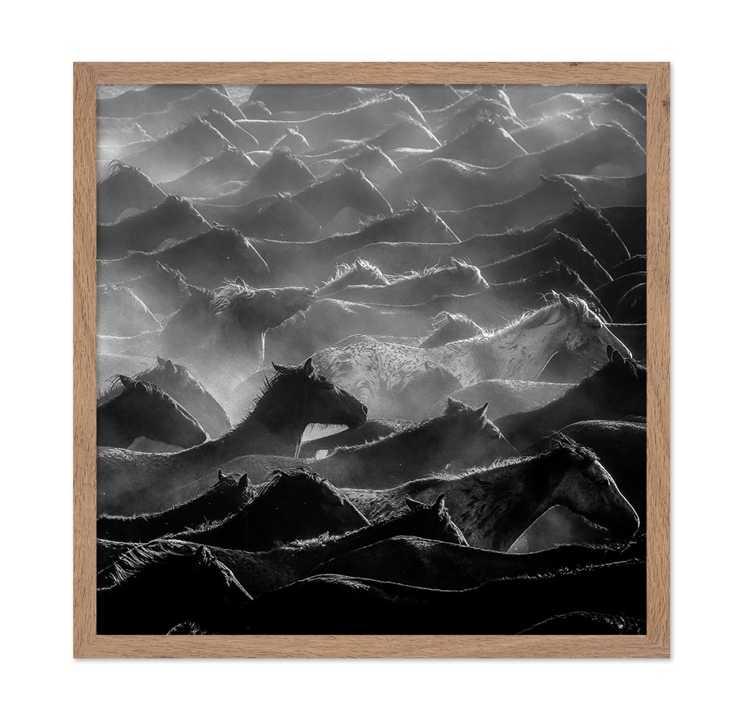 Wild Herd Layers