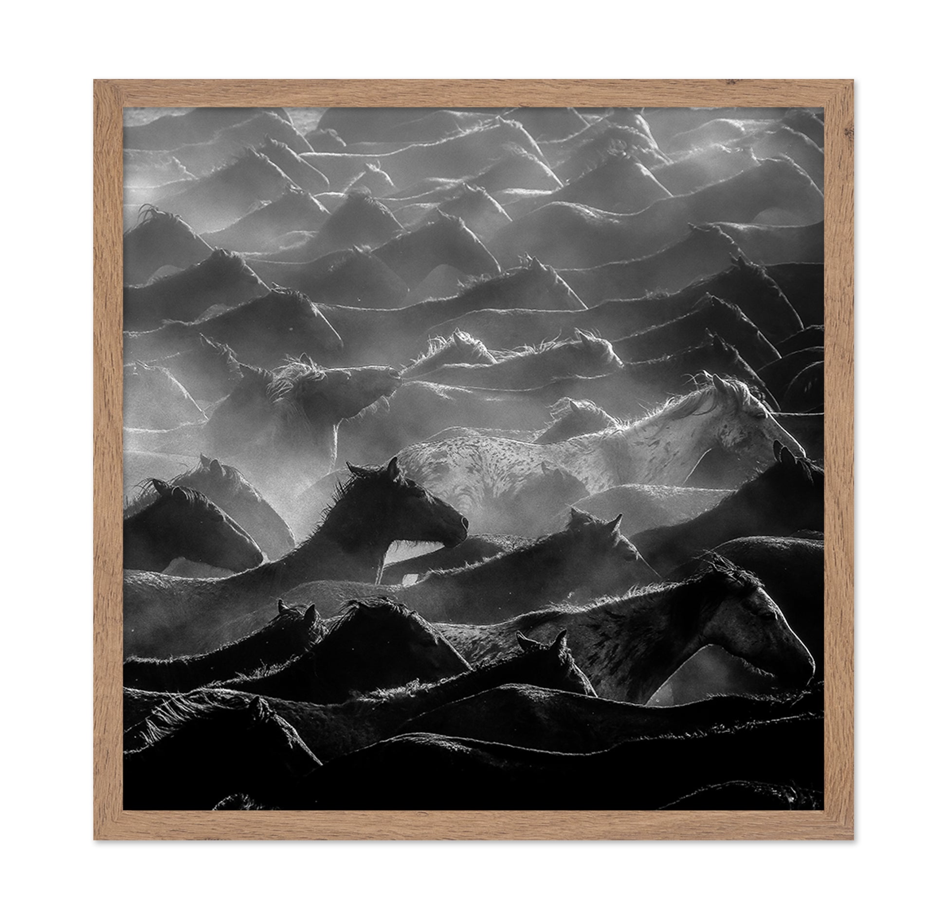 Wild Herd Layers