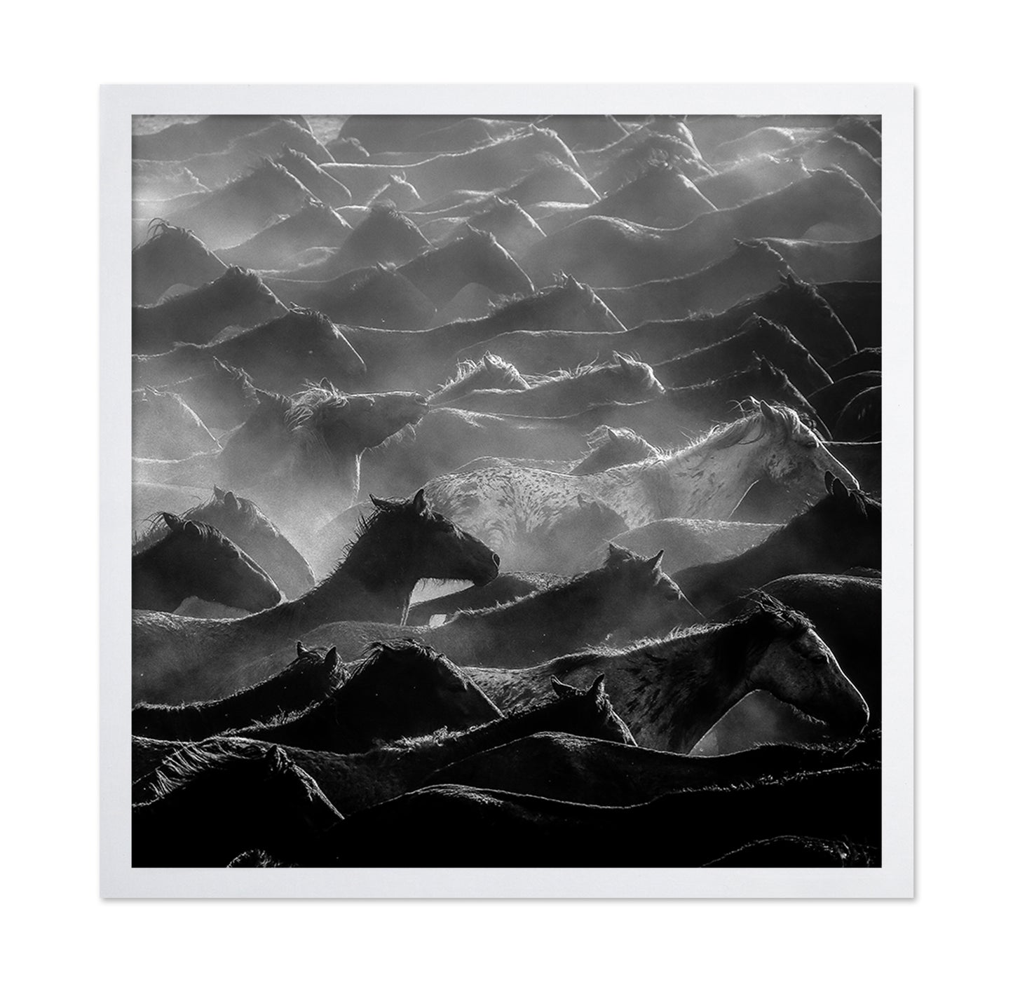 Wild Herd Layers
