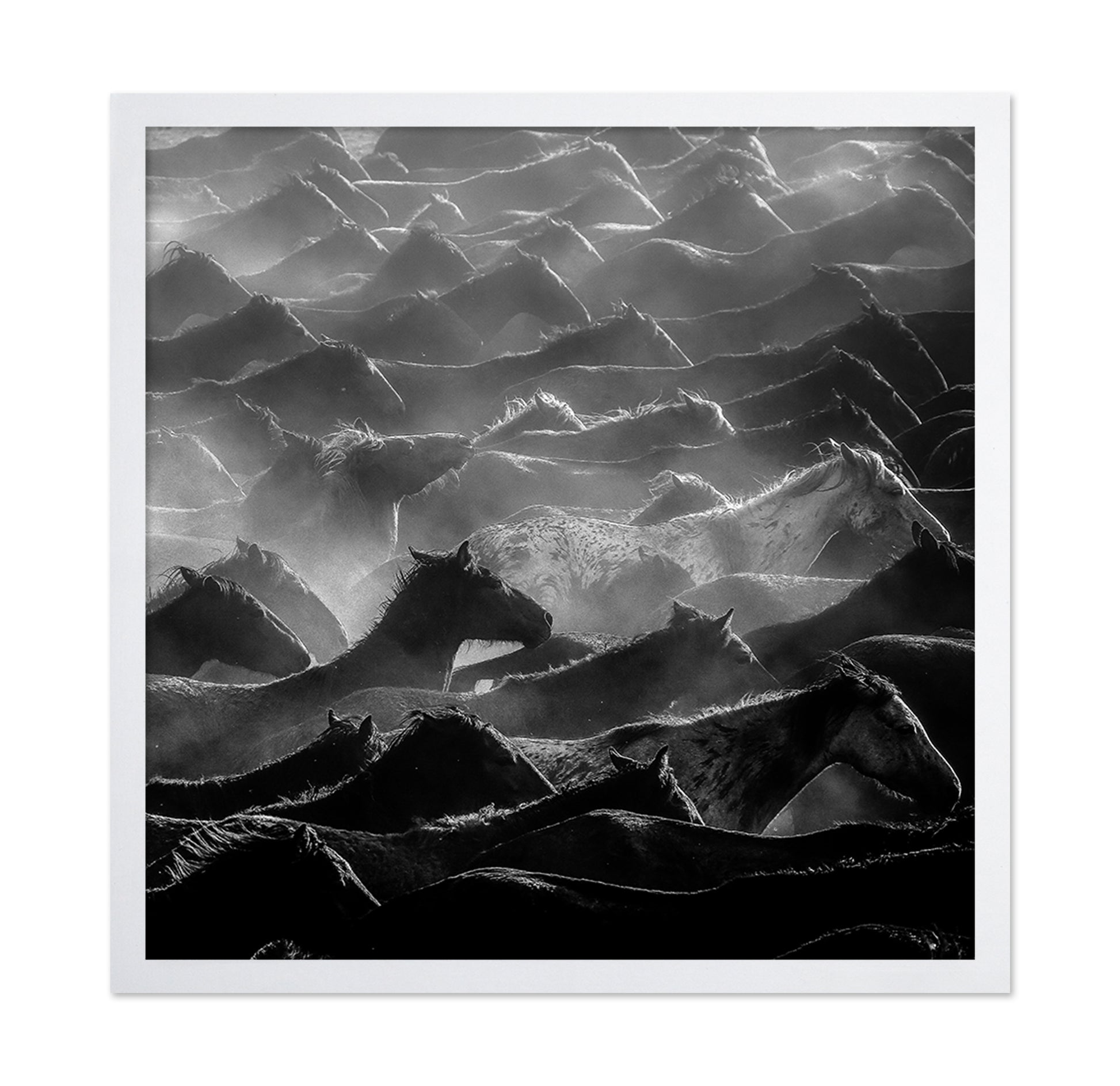 Wild Herd Layers