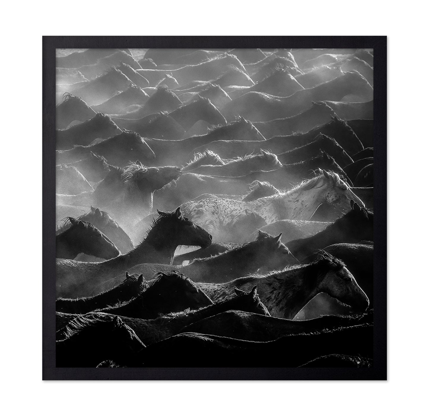 Wild Herd Layers