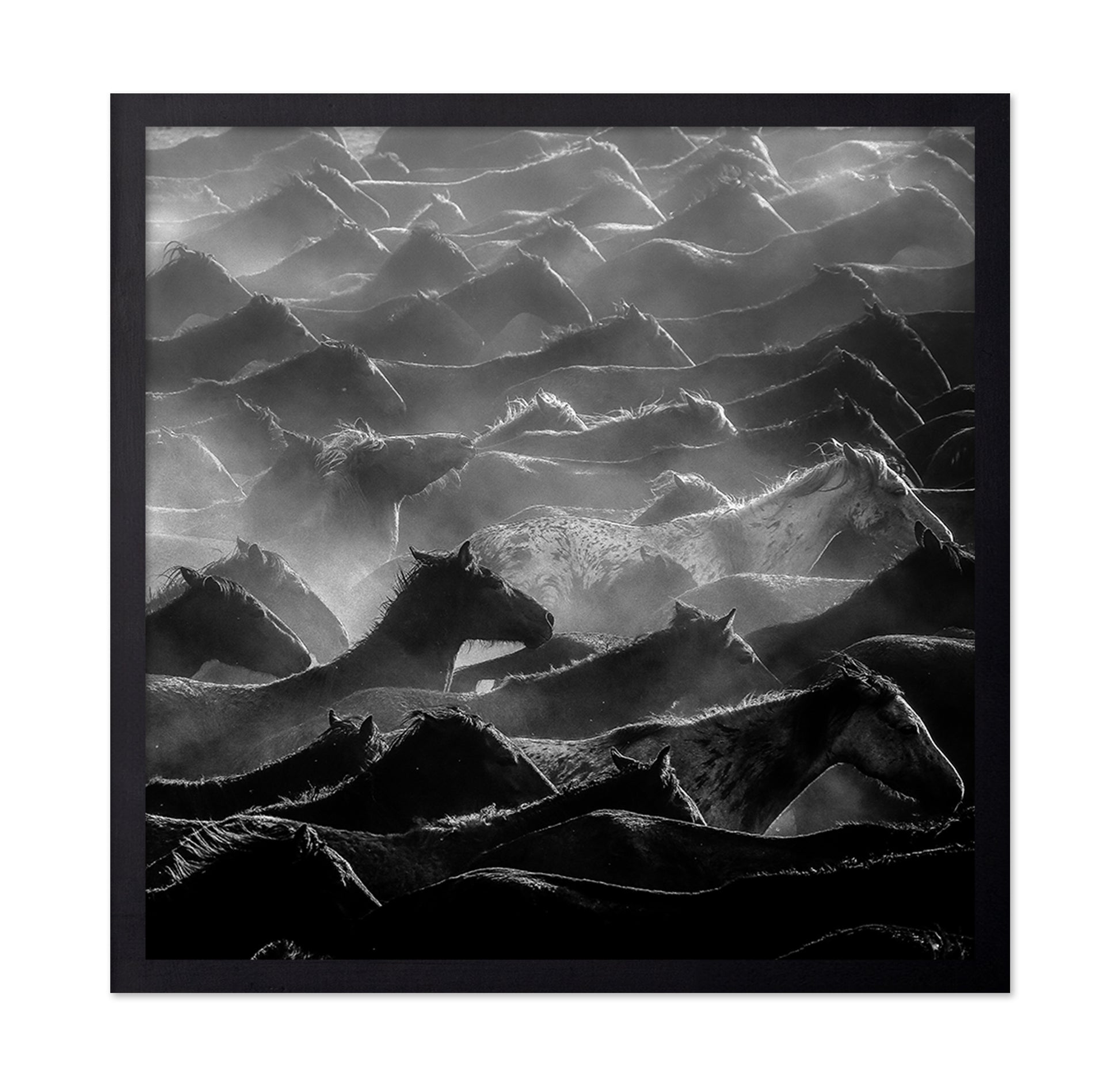 Wild Herd Layers