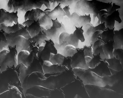 Wild Herd Mist
