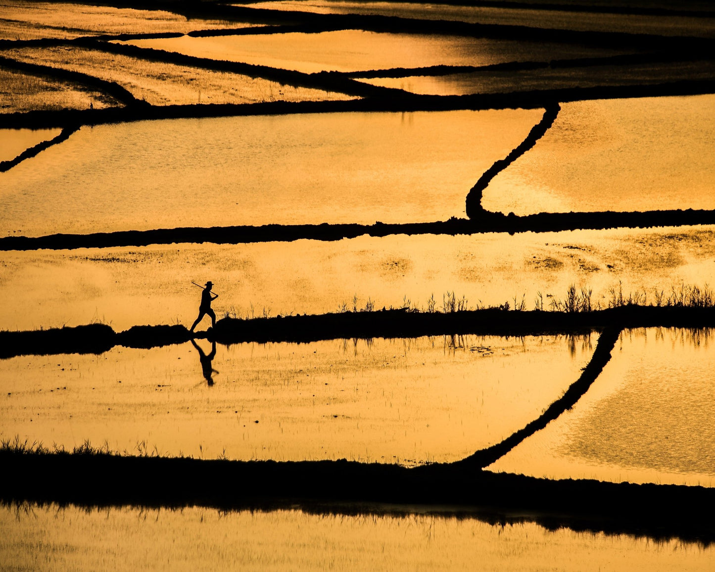 Golden Fields Walker