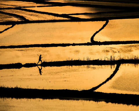 Golden Fields Walker