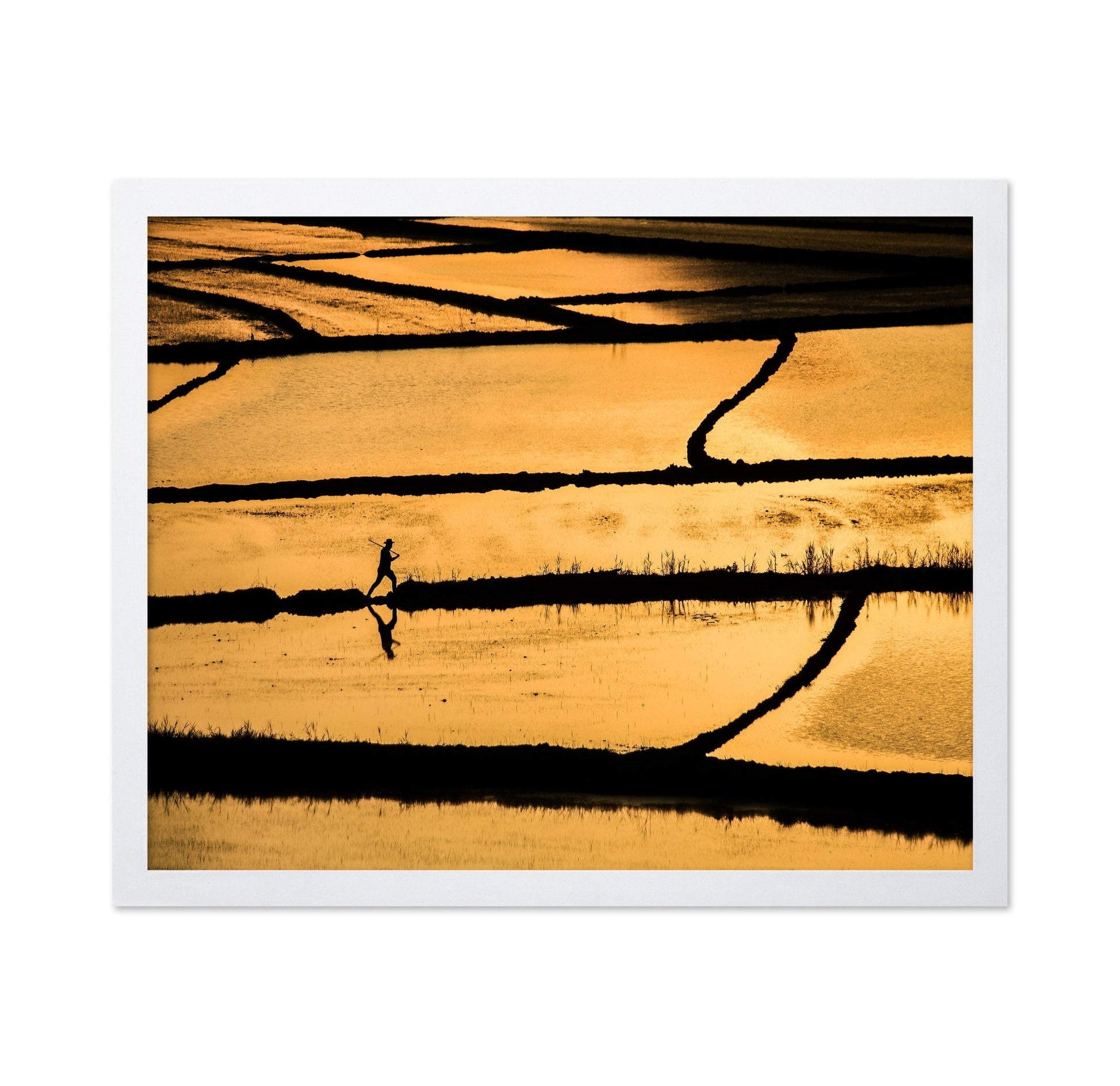 Golden Fields Walker