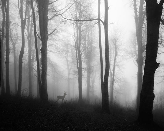 Misty Forest Deer