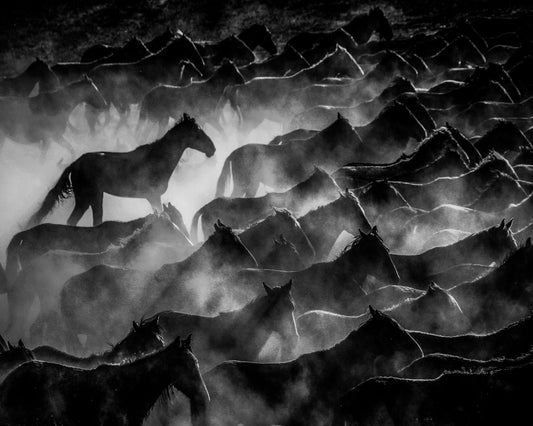 Wild Horses Shadows