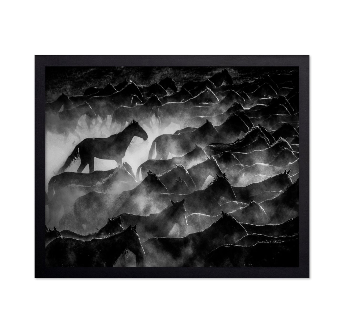 Wild Horses Shadows