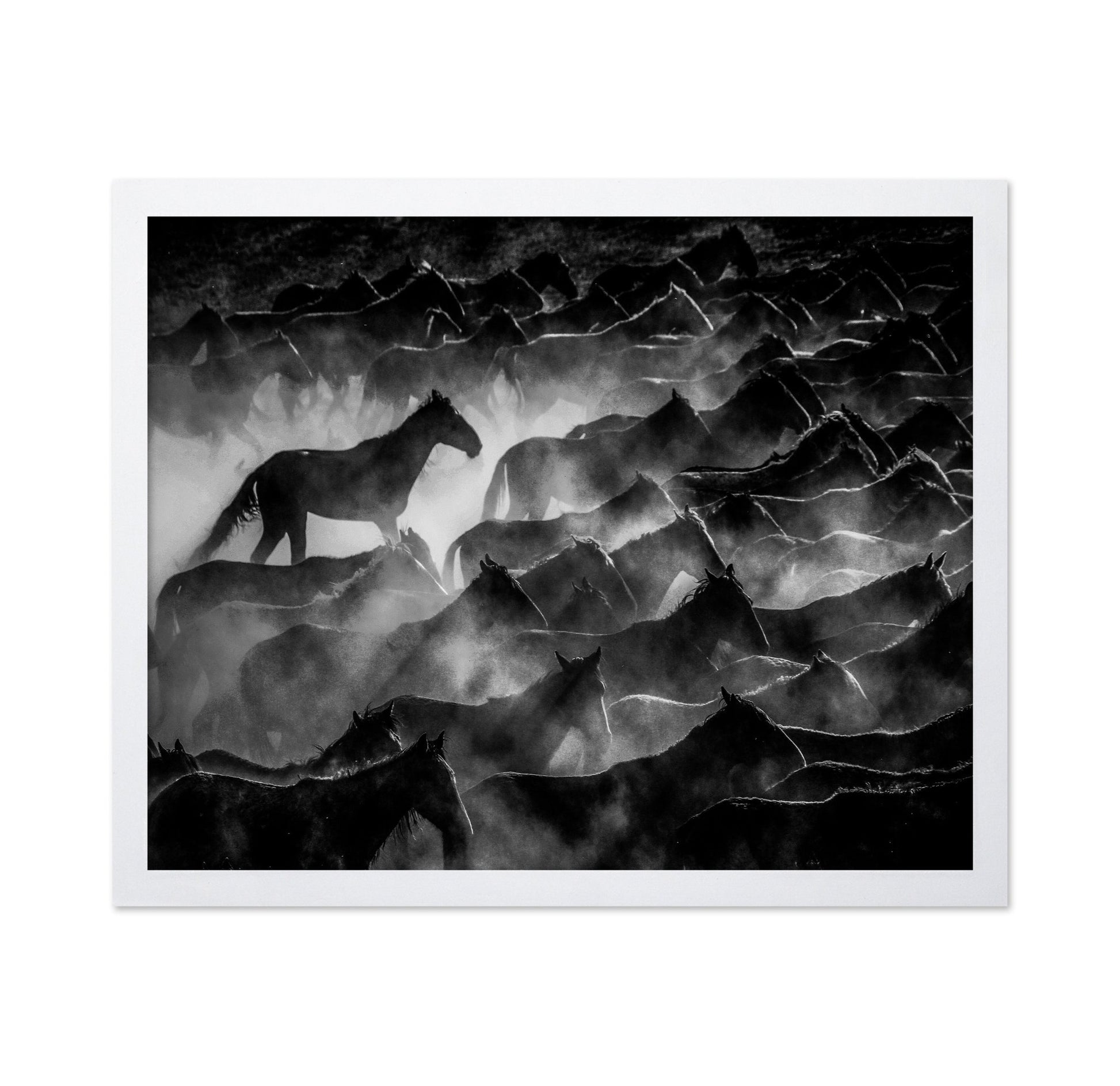 Wild Horses Shadows