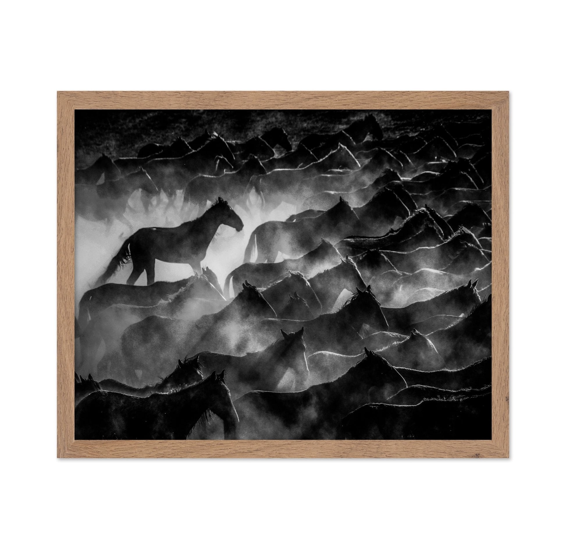 Wild Horses Shadows