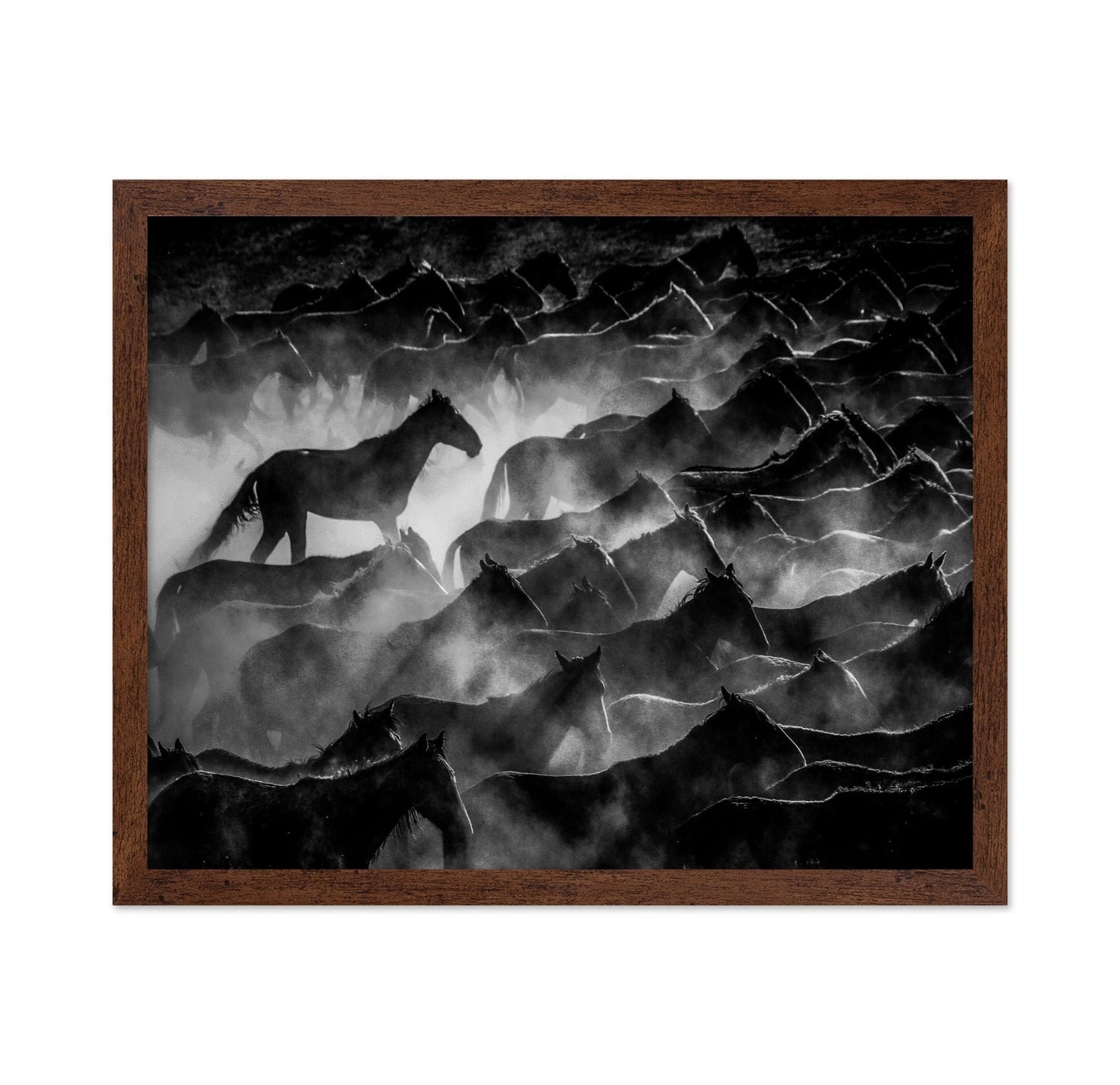 Wild Horses Shadows