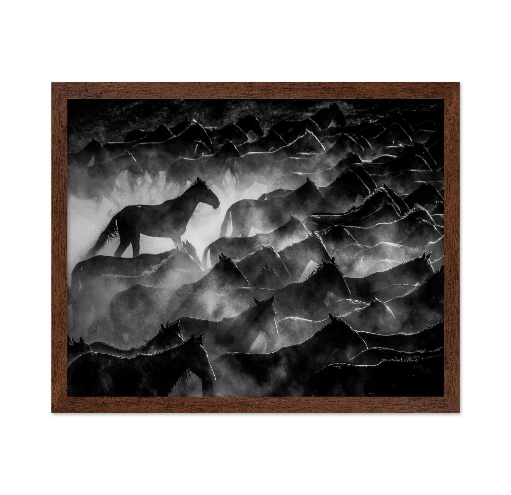 Wild Horses Shadows