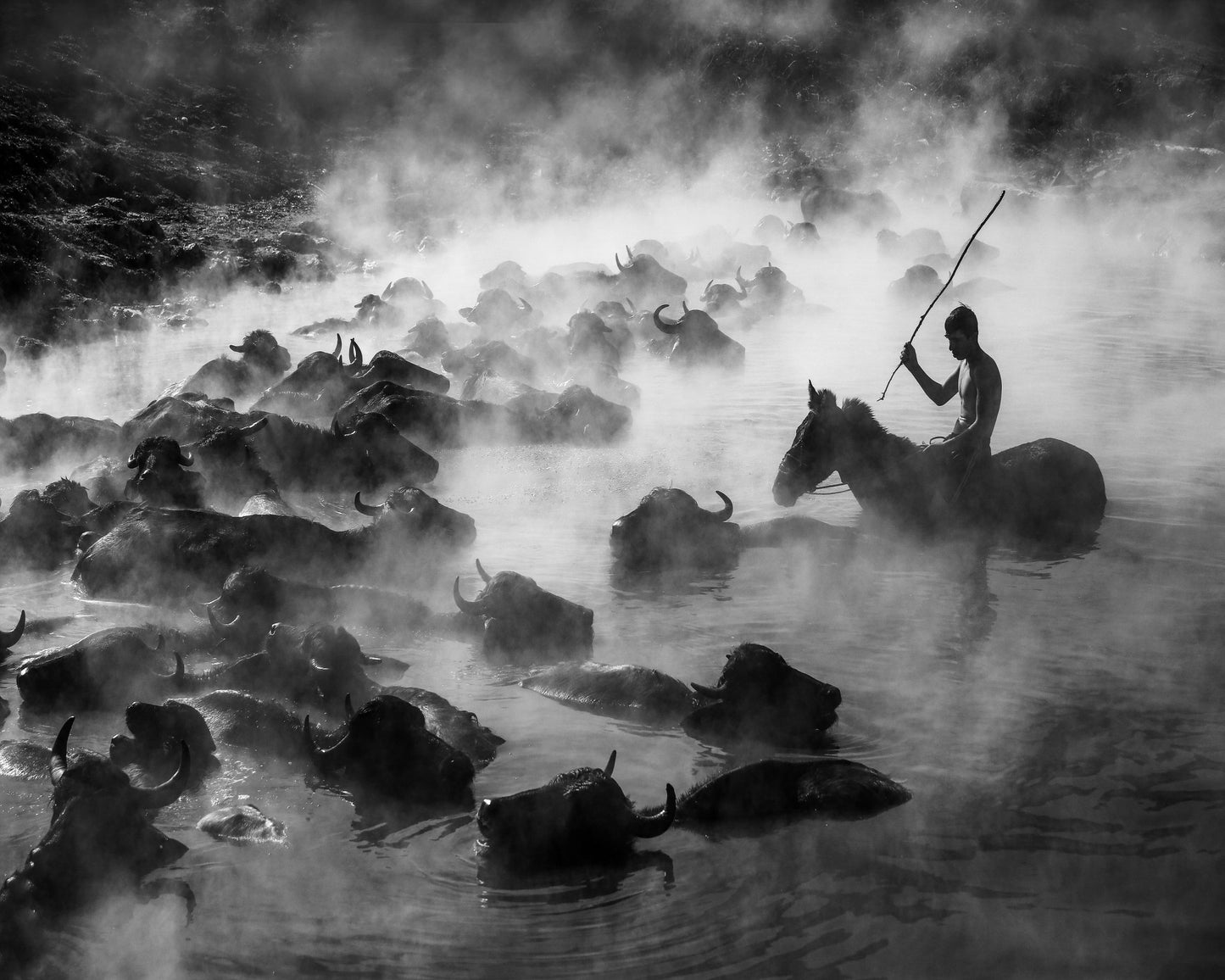 Buffalo River Herd