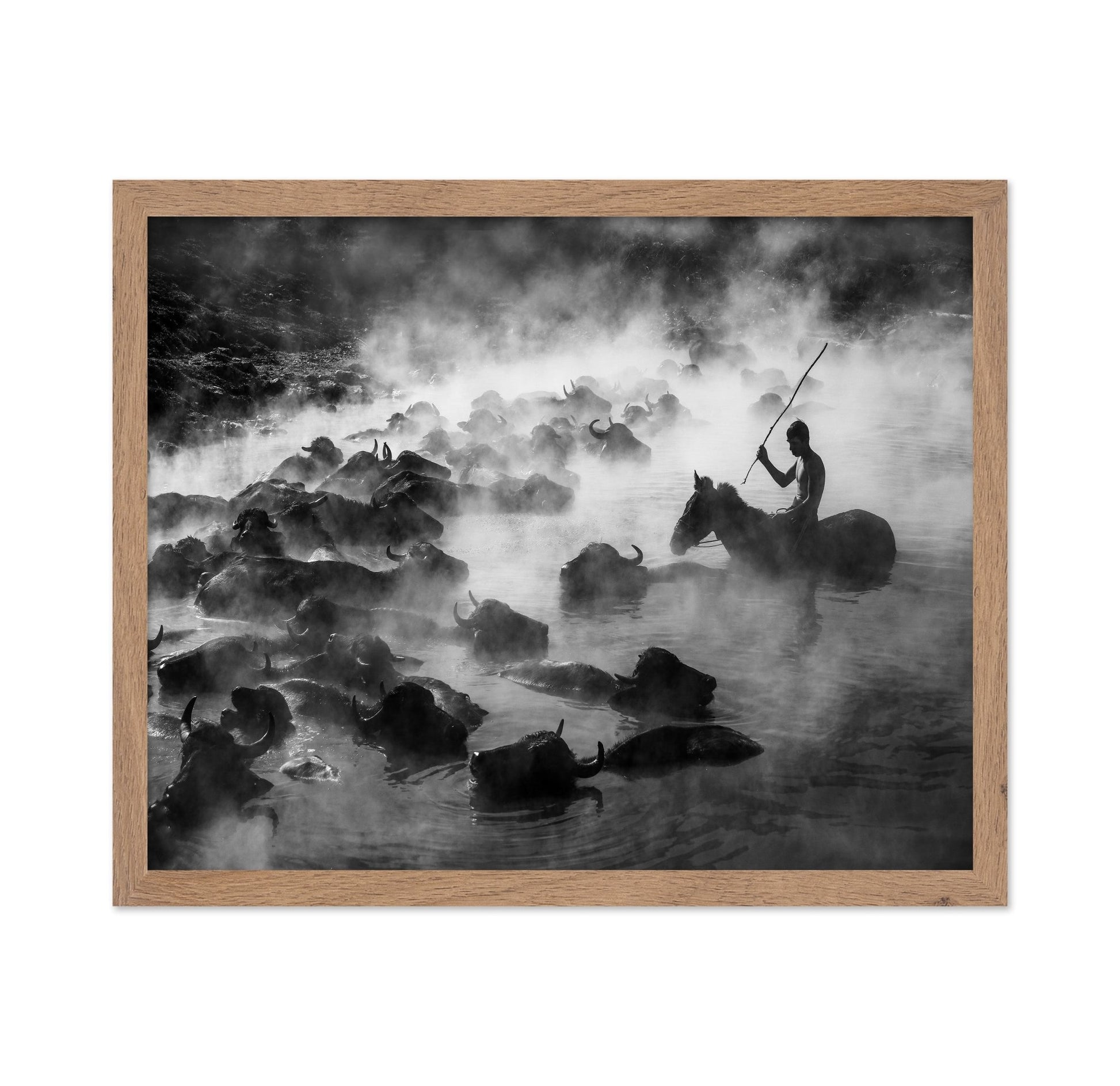 Buffalo River Herd