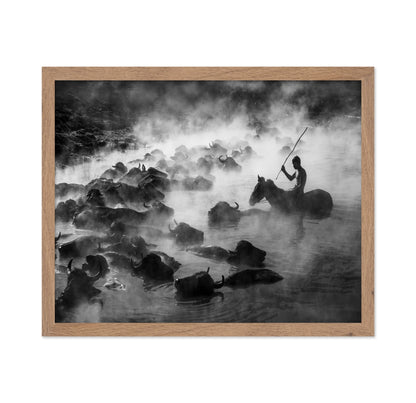 Buffalo River Herd