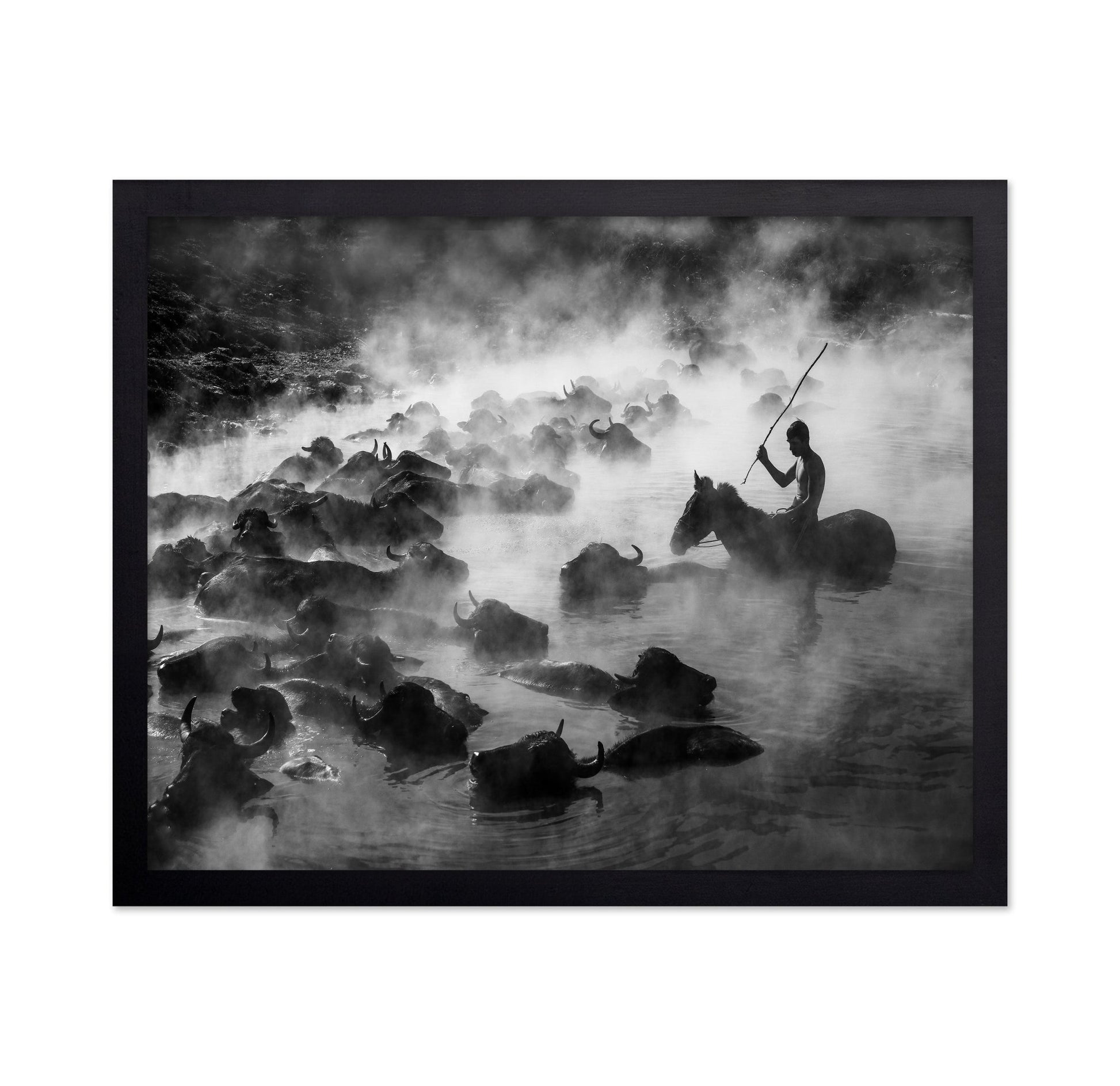 Buffalo River Herd