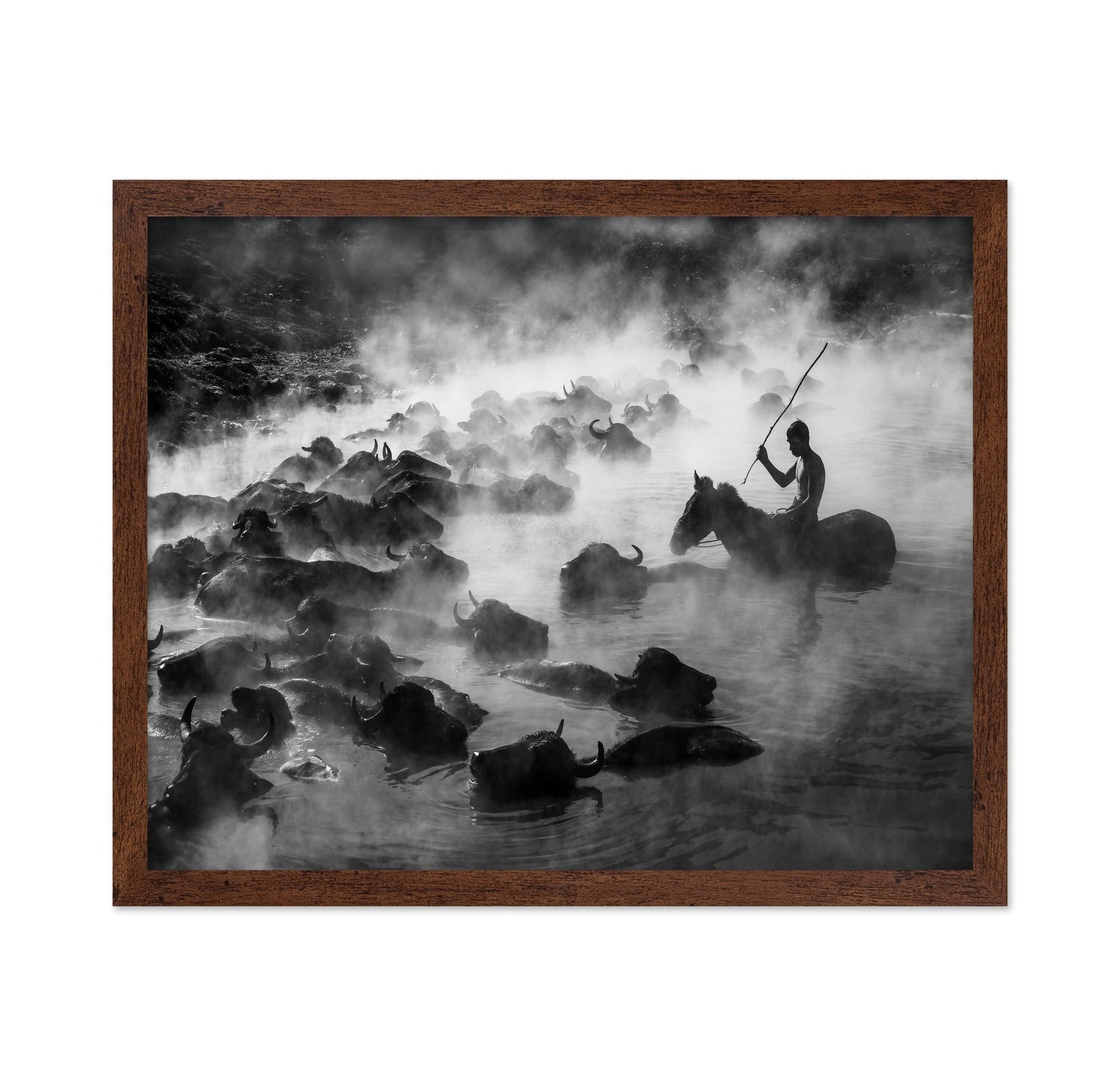 Buffalo River Herd