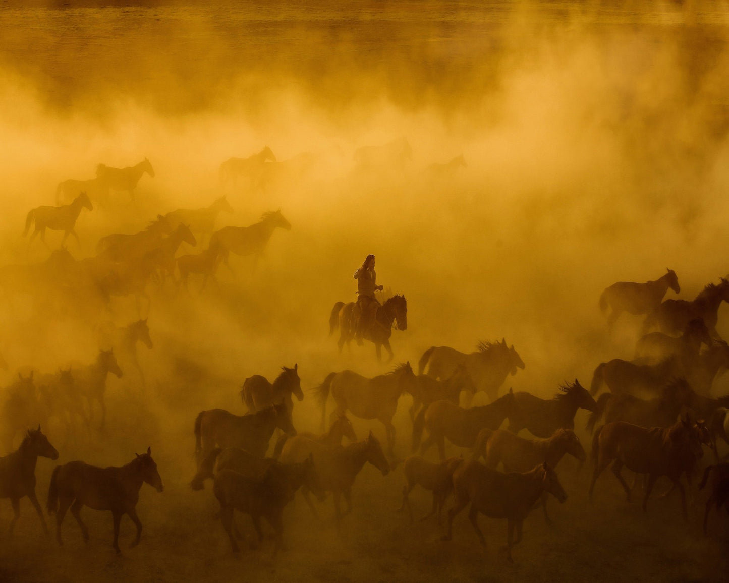 Wild Horses Dust Run