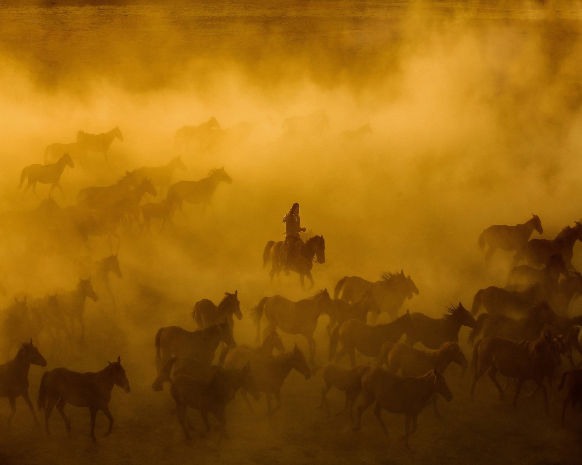 Wild Horses Dust Run
